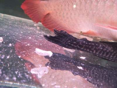 龍魚治療腸炎效果好嗎怎么治：龍魚腸炎治療方法需要根據腸炎的病因進行針對性的治療