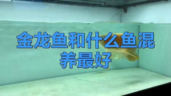 和金龍魚混養有哪些魚好養