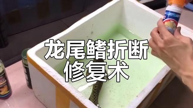 龍魚麻醉過量怎么處理的快