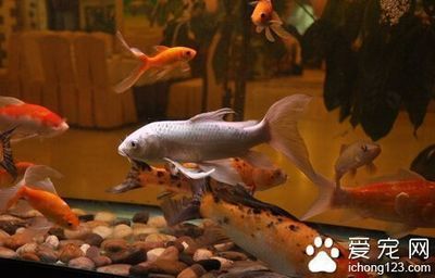 常見的觀賞魚都有哪些品種圖片及名稱：溫帶淡水觀賞魚主要包括以下幾個品種：溫帶淡水觀賞魚