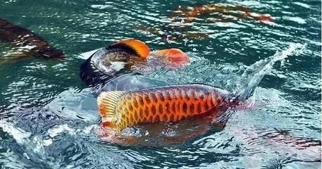 龍魚換水后不吃怎么辦，龍魚換水后不吃東西怎么辦