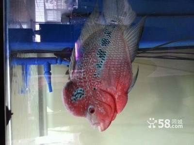 大同龍魚專賣店：大同龍魚專賣店提供龍魚及相關服務店鋪是一些相關的商家