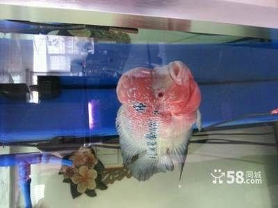 大同龍魚專賣店：大同龍魚專賣店提供龍魚及相關服務店鋪是一些相關的商家