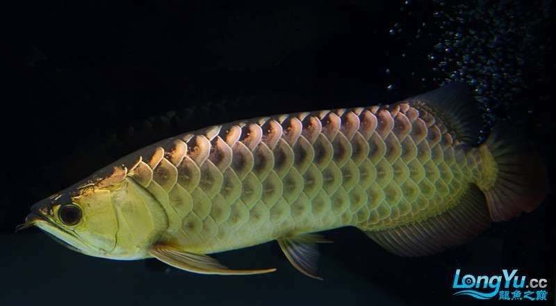 金龍魚魚缸背景多久更換一次？
