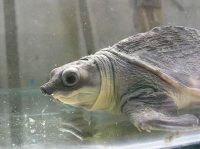 金龍魚可以和豬鼻龜混養嗎：金龍魚和豬鼻龜可以混養嗎金龍魚可以和豬鼻龜混養嗎