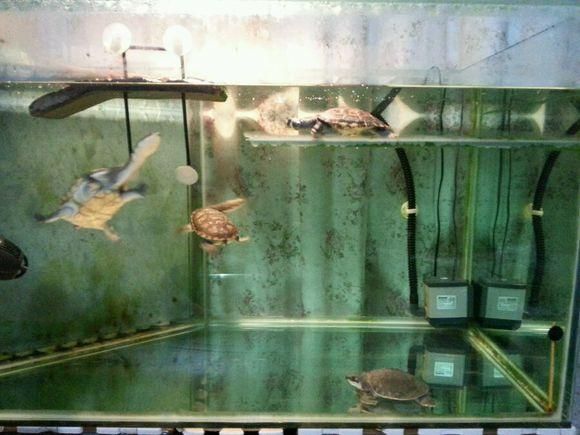 金龍魚可以和豬鼻龜混養嗎：金龍魚和豬鼻龜可以混養嗎金龍魚可以和豬鼻龜混養嗎