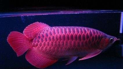 紅龍魚趴缸亂竄（紅龍魚趴缸亂竄怎么辦）
