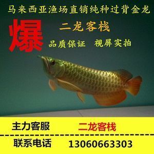 20元一條的金龍魚魚苗能買嗎（20元一條的金龍魚魚苗價格一般多少錢一條？）