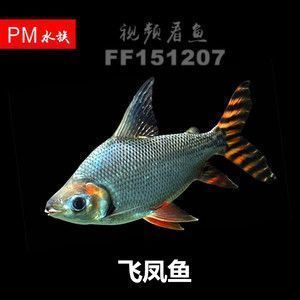 龍魚缸什么魚清潔最好養：龍魚缸中適合清潔養護的魚類有金魚、錦鯉和熱帶魚