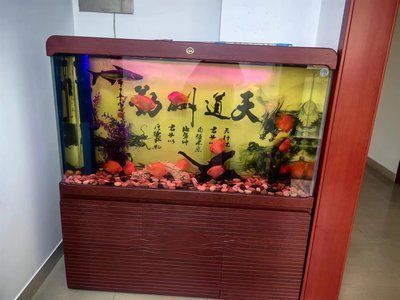 龍魚缸什么魚清潔最好養：龍魚缸中適合清潔養護的魚類有金魚、錦鯉和熱帶魚