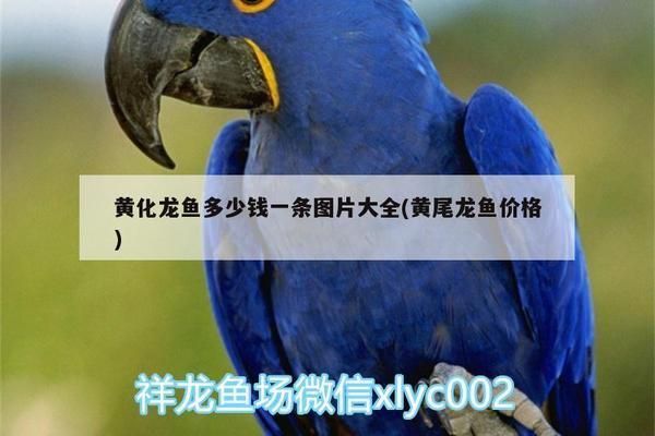 黃化龍魚23厘米價格（紅龍魚與黃化龍魚的區別，）