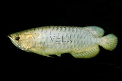 龍魚上色技巧喂藥上色方法是什么，龍魚上色技巧