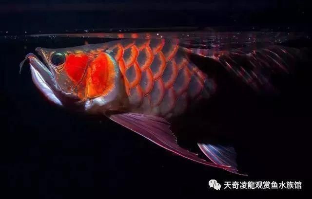 龍魚上色技巧喂藥上色方法是什么，龍魚上色技巧