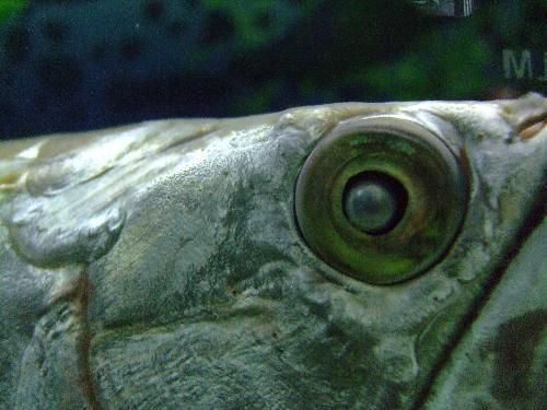 龍魚眼睛凹陷怎么治療：龍魚眼睛凹陷可以挽救嗎