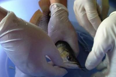 龍魚做手術要停多久：龍魚兜嘴手術前后注意事項