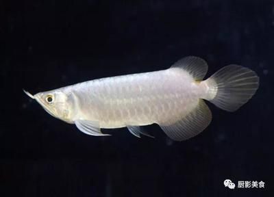 龍魚鱗片上有白色凸起小點是什么：龍魚鱗片上出現白色凸起小點可能是由多種原因引起的