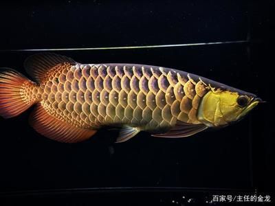 李亞四金龍魚特點：李亞四金龍魚以其獨特的血統和外觀特點在龍魚界享有盛譽