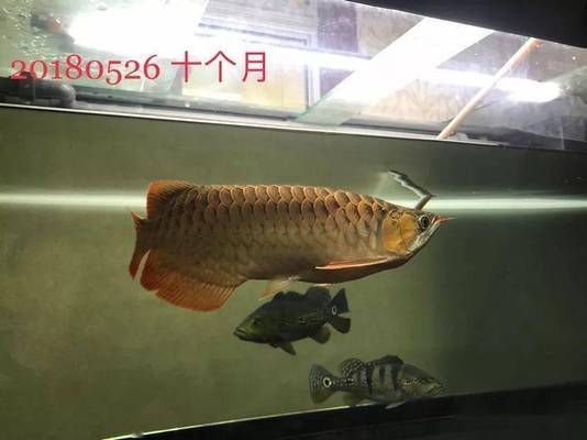 龍魚怎么喂食（龍魚的喂食頻率和喂食方法）