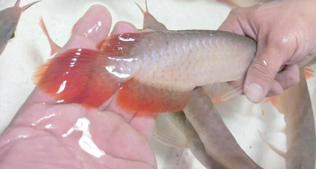 小紅龍魚成長變色過程圖片