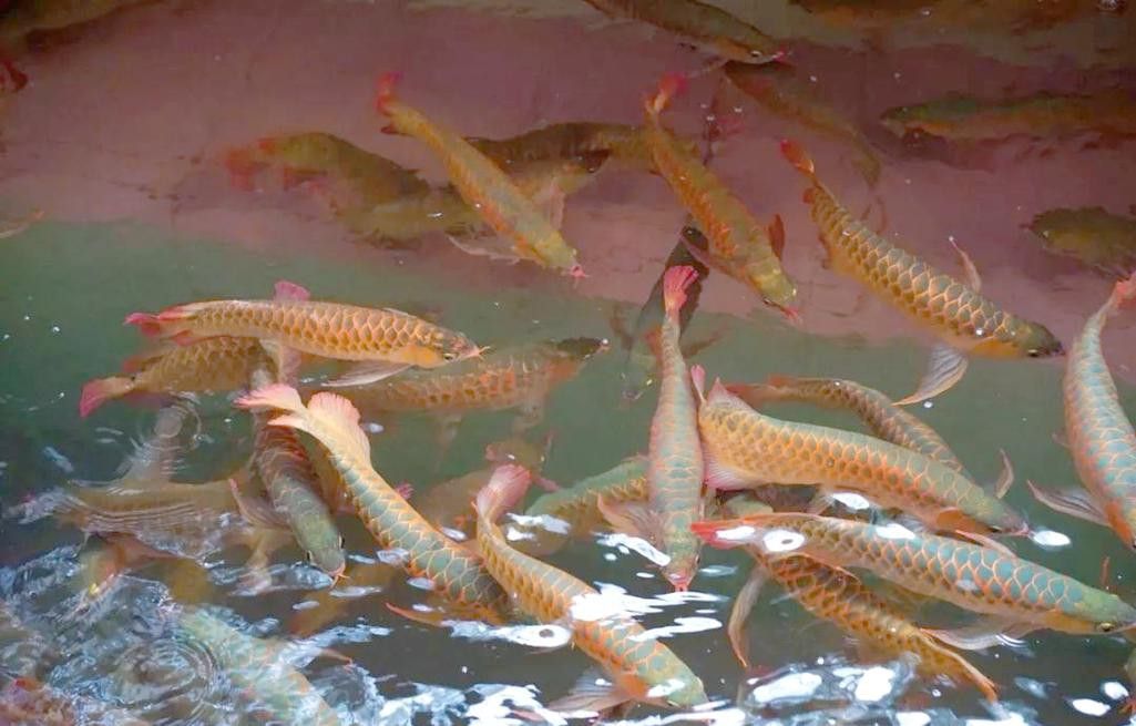 小紅龍魚成長變色過程圖片