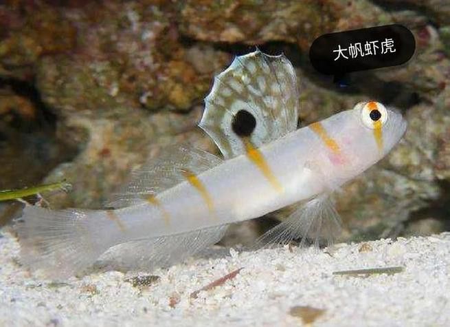 小紅龍魚成長變色過程圖片