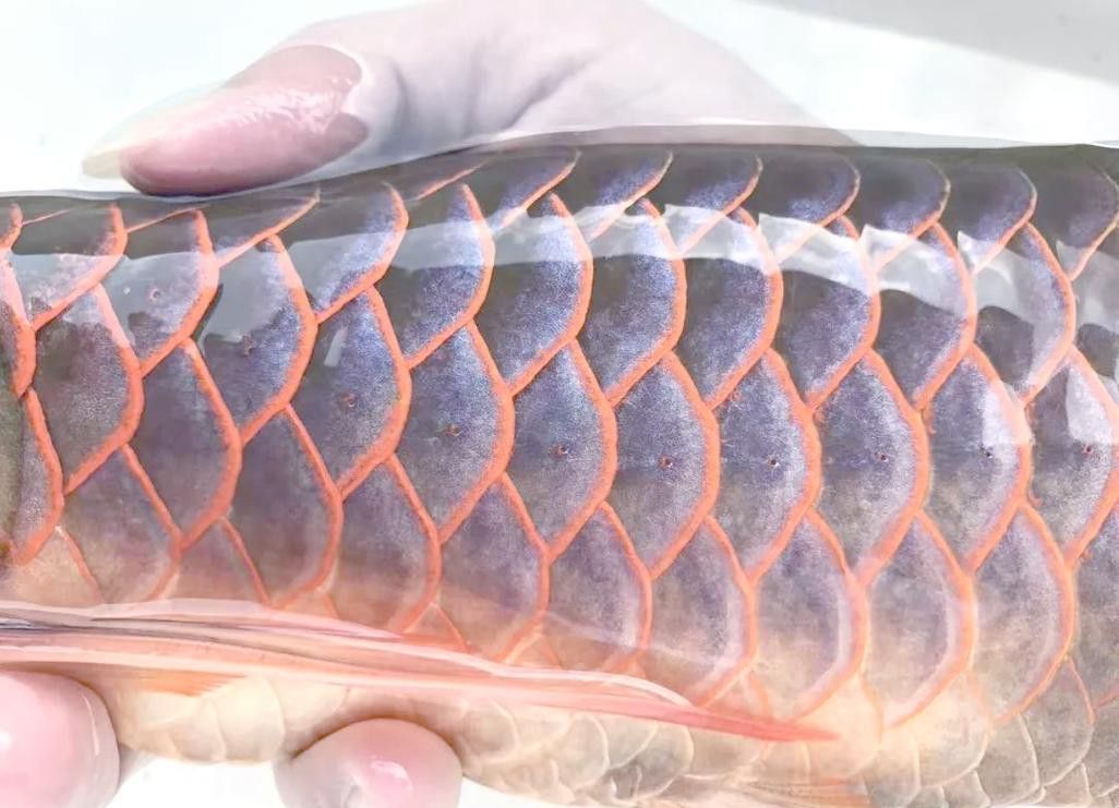 小紅龍魚成長變色過程圖片