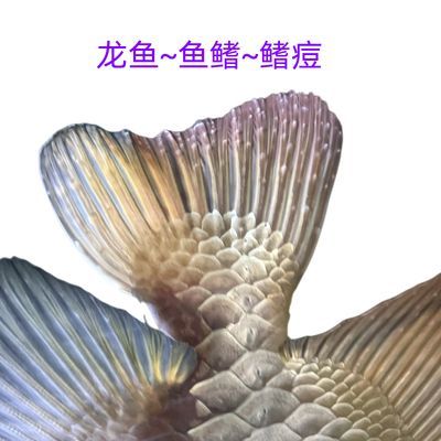 龍魚散尾是怎么回事：龍魚散尾可能由多種因素引起，