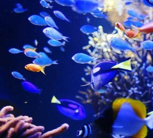 開一個小型水族館多少錢 開一個小型水族館多少錢 龍魚百科 第5張