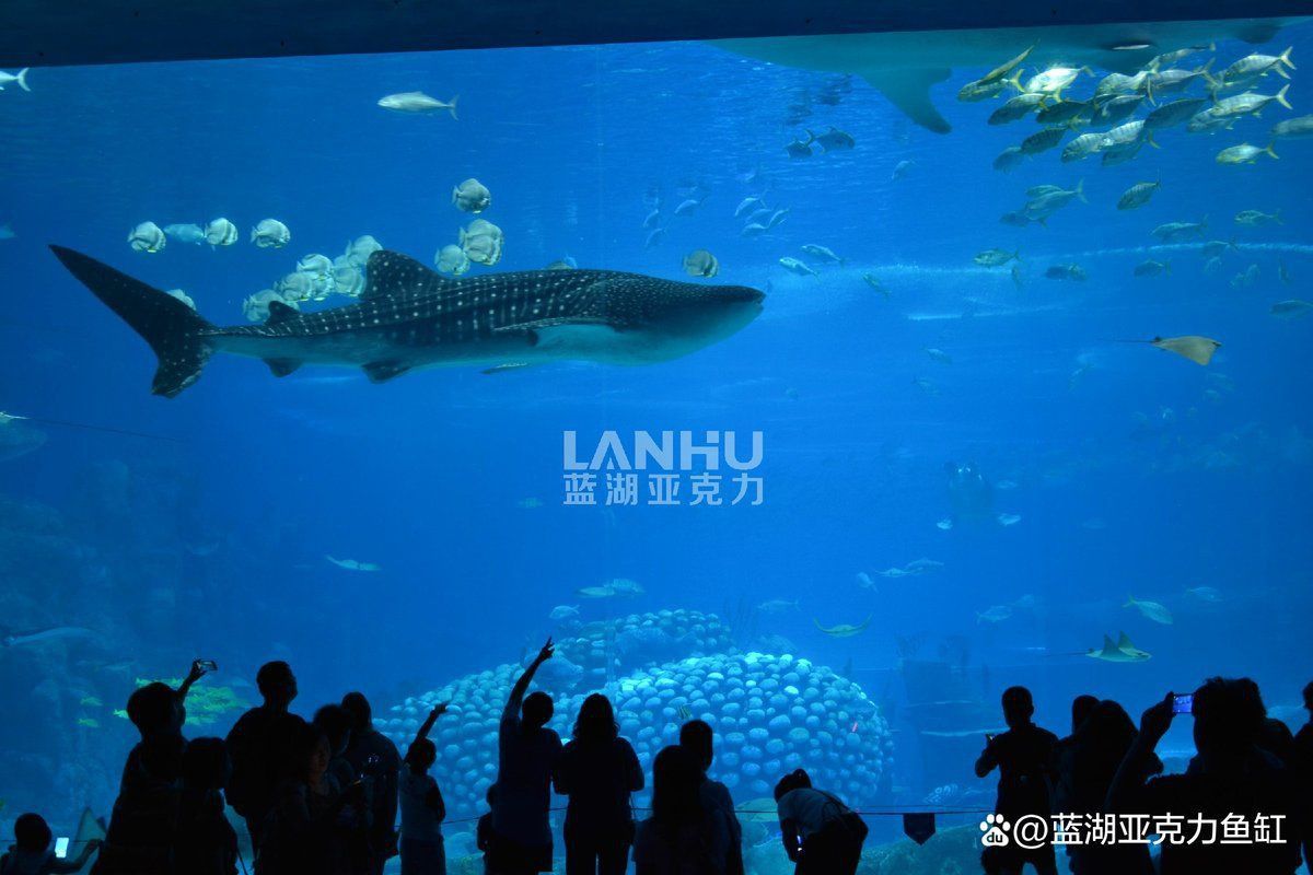 開一個小型水族館多少錢 開一個小型水族館多少錢 龍魚百科 第6張