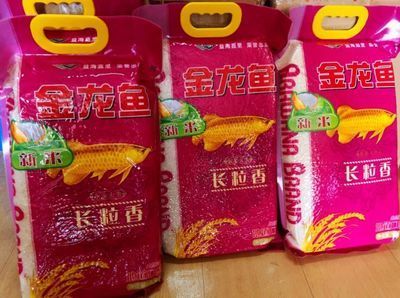 金龍魚發朋友圈，金龍魚養殖技巧分享，金龍魚養護常見問題，金龍魚觀賞價值探討