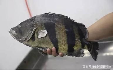 金龍魚發朋友圈，金龍魚養殖技巧分享，金龍魚養護常見問題，金龍魚觀賞價值探討