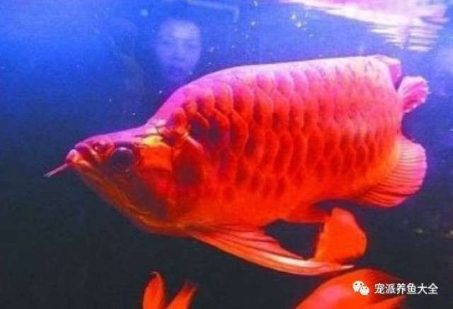 福龍魚的真實價格是多少？