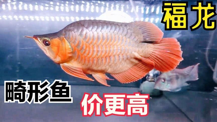 福龍魚的真實價格是多少？