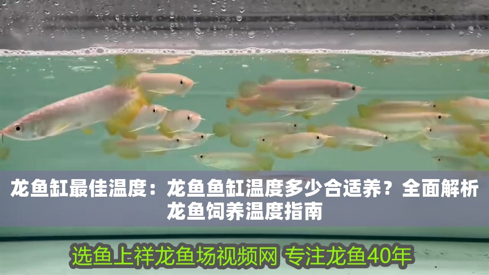 龍魚缸最佳溫度：龍魚魚缸溫度多少合適養？全面解析龍魚飼養溫度指南