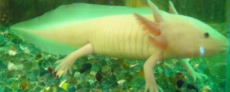 六角恐龍魚老是吐食物：六角恐龍魚吐食物可能是為了保護自身免受有毒物質的影響