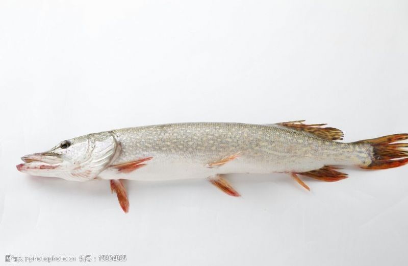 天山鱈龍魚是什么魚（天山雪龍魚學名triplophysastoliczkae）