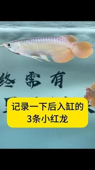 紅龍魚和虎魚混養視頻大全圖片 龍魚百科 第4張 紅龍魚和虎魚混養視頻大全圖片 紅龍魚和虎魚混養視頻大全圖片 龍魚百科 第4張