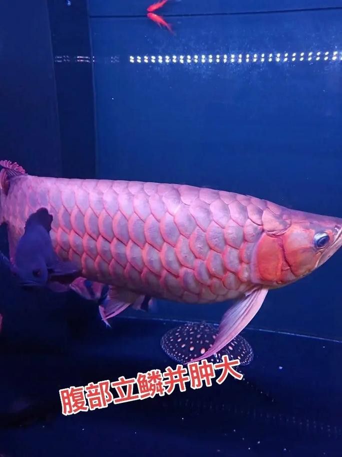 紅龍魚和虎魚混養視頻大全圖片 龍魚百科 第10張 紅龍魚和虎魚混養視頻大全圖片 紅龍魚和虎魚混養視頻大全圖片 龍魚百科 第10張