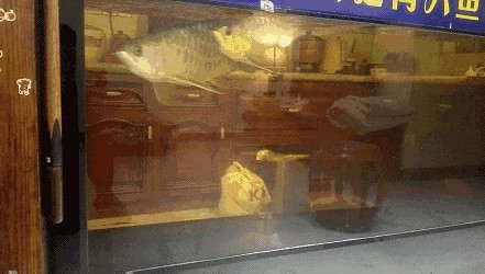 龍魚吃的肚子鼓鼓的怎么辦（龍魚肚子鼓起可能由多種原因引起）