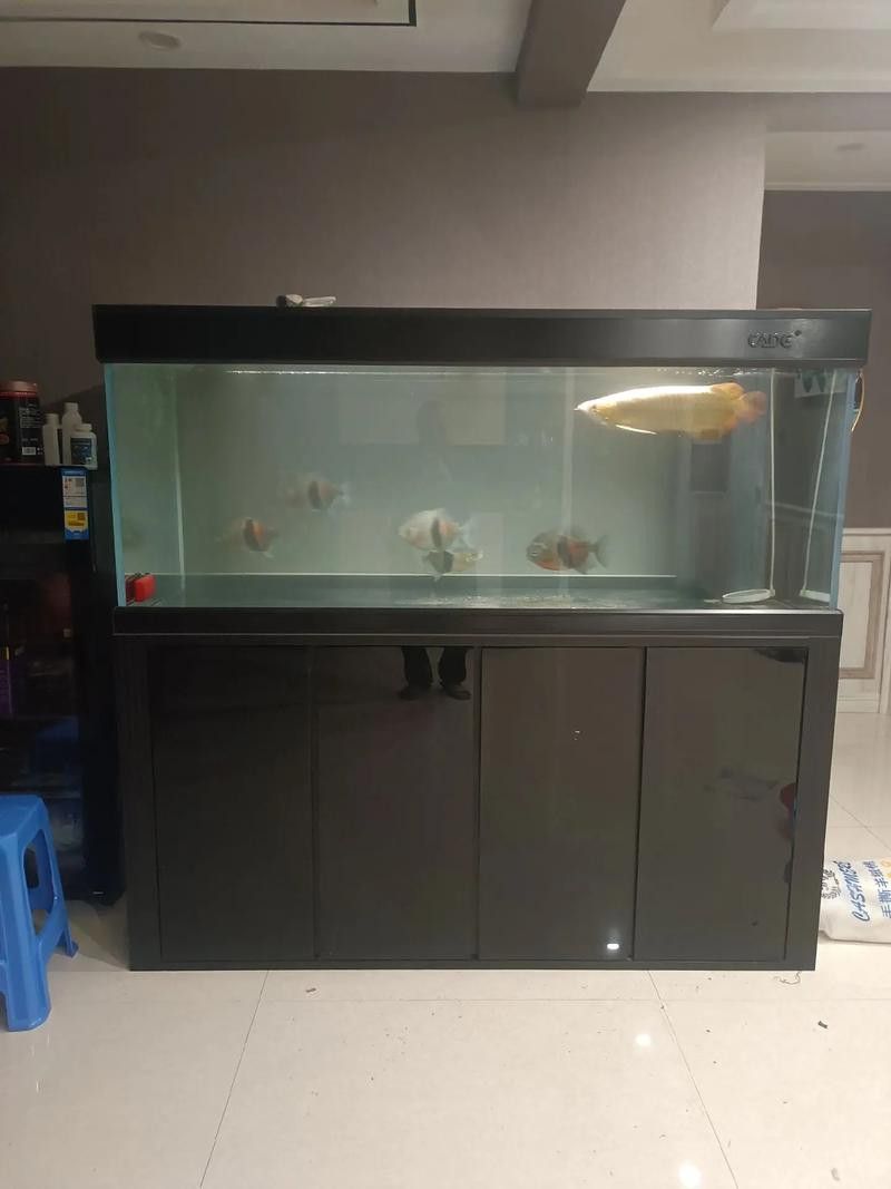 自制龍魚缸圖片大全集