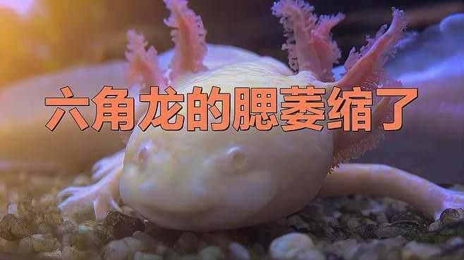 銀龍魚張嘴呼吸