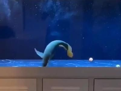 龍魚失瞟翻肚怎么急救：龍魚失鰾病因及預防，龍魚急救后護理要點，龍魚水質控制技巧