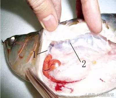 龍魚失瞟翻肚怎么急救：龍魚失鰾病因及預防，龍魚急救后護理要點，龍魚水質控制技巧