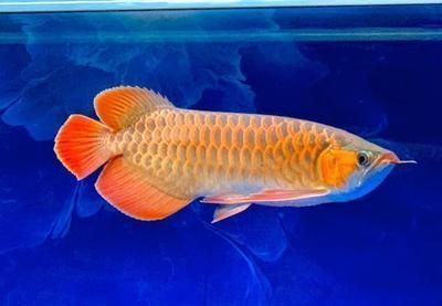 龍魚養多久才會變紅（關于龍魚變紅的一些詳細信息） 龍魚養多久才會變紅（關于龍魚變紅的一些詳細信息） 龍魚百科 第2張