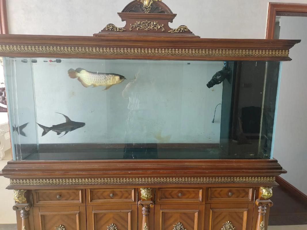 鯊魚可以和金龍魚混養嗎圖片