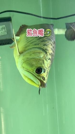 鯊魚可以和金龍魚混養嗎圖片