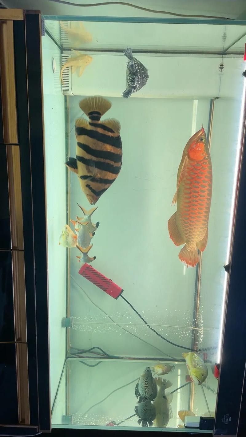 鯊魚可以和金龍魚混養嗎圖片