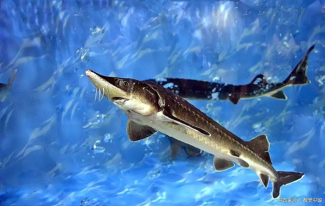 鱘龍魚吃啥