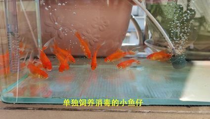 龍魚喂冷凍的小魚怎么消毒的：喂食冷凍小魚需要經過一定的消毒和處理步驟以確保龍魚的健康 龍魚喂冷凍的小魚怎么消毒的：喂食冷凍小魚需要經過一定的消毒和處理步驟以確保龍魚的健康 龍魚百科 第2張