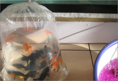 龍魚喂冷凍的小魚怎么消毒的：喂食冷凍小魚需要經過一定的消毒和處理步驟以確保龍魚的健康 龍魚喂冷凍的小魚怎么消毒的：喂食冷凍小魚需要經過一定的消毒和處理步驟以確保龍魚的健康 龍魚百科 第1張